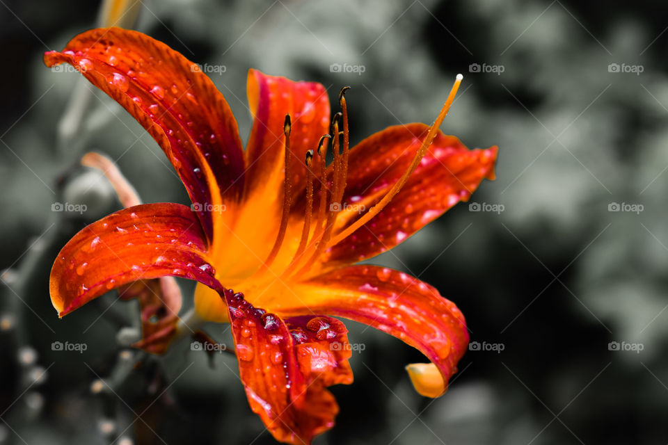 Picture of a Orange  Daylily with raindrops.