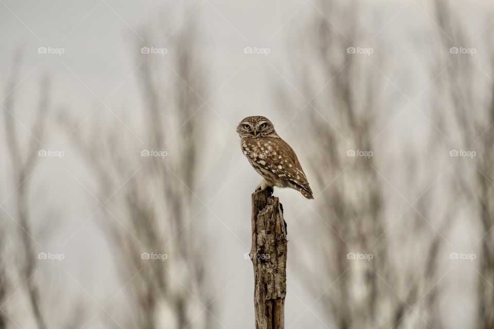 Owl on a dead tree