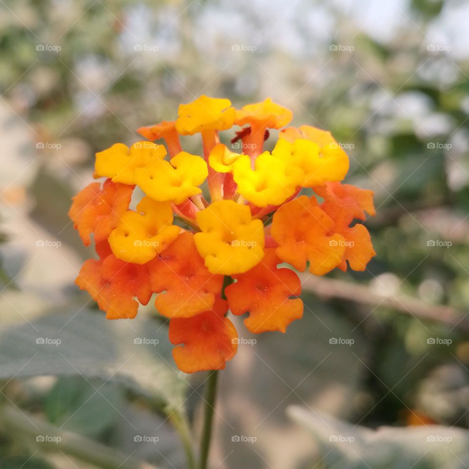 Lantanas
