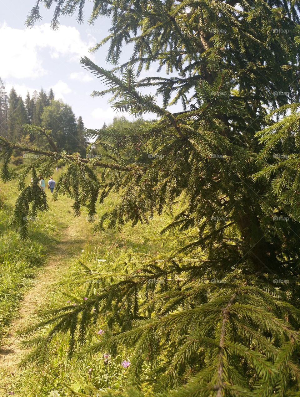 nature, fir, trees