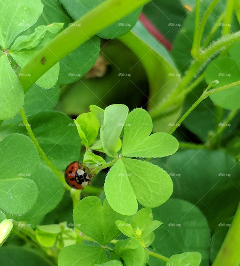 Ladybug on a Clover