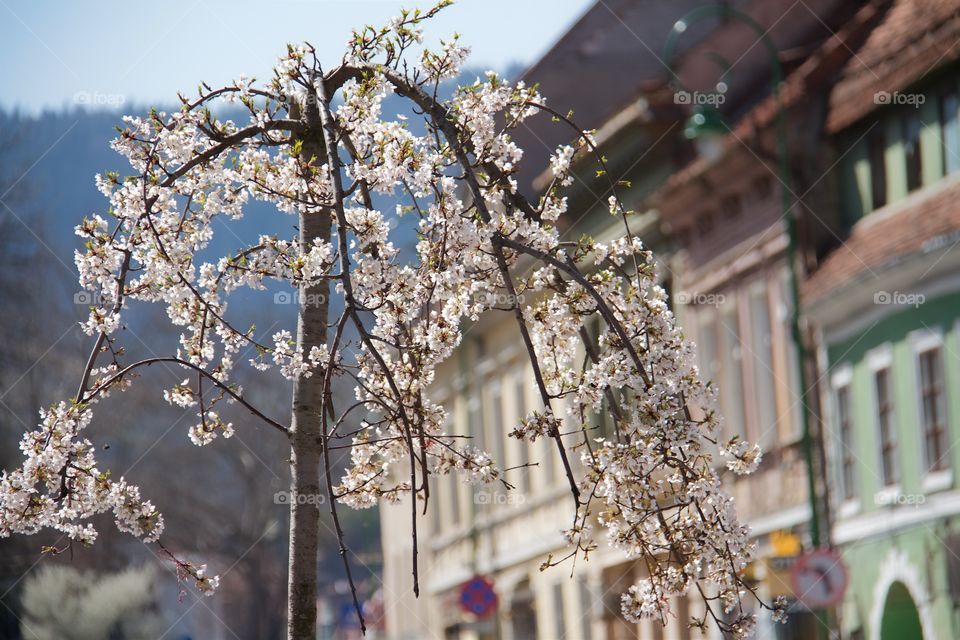 Close-up of a cherry blossom