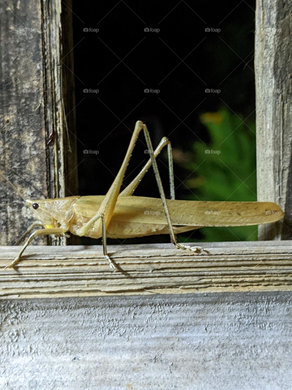 grasshopper