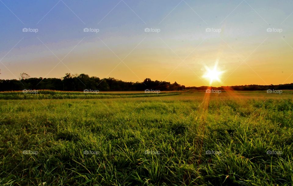 Sunset in the fields 