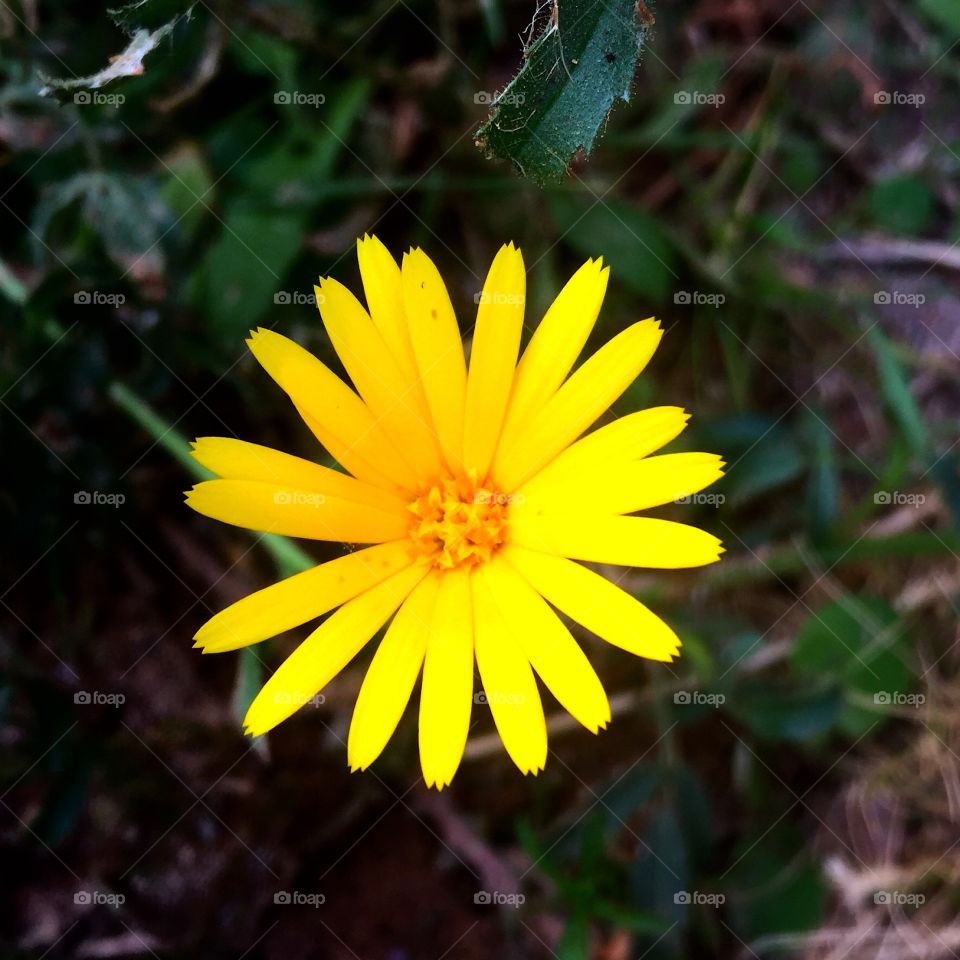 Yellow beautiful flower 