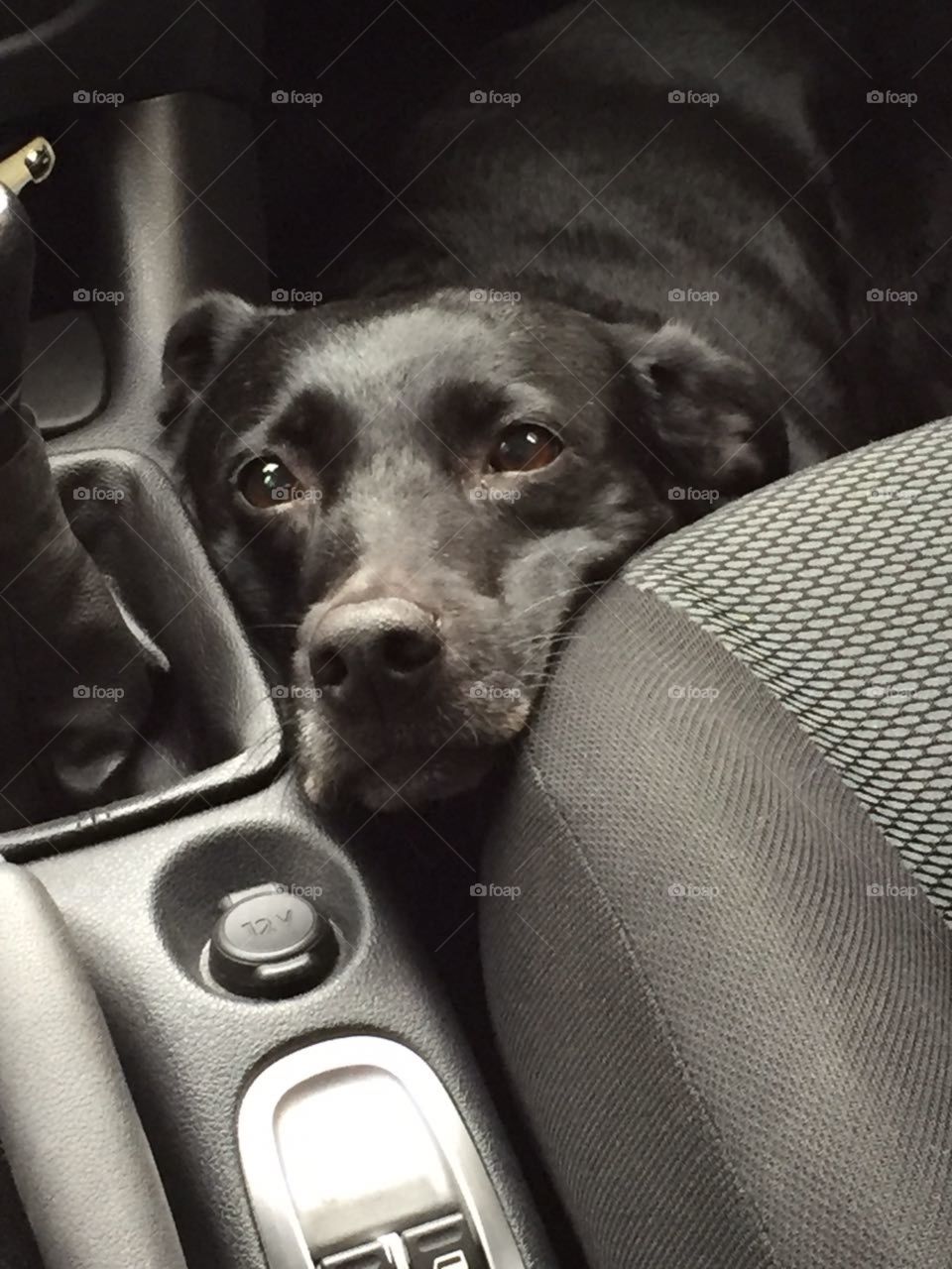 Cachorro no carro - Dog in the car