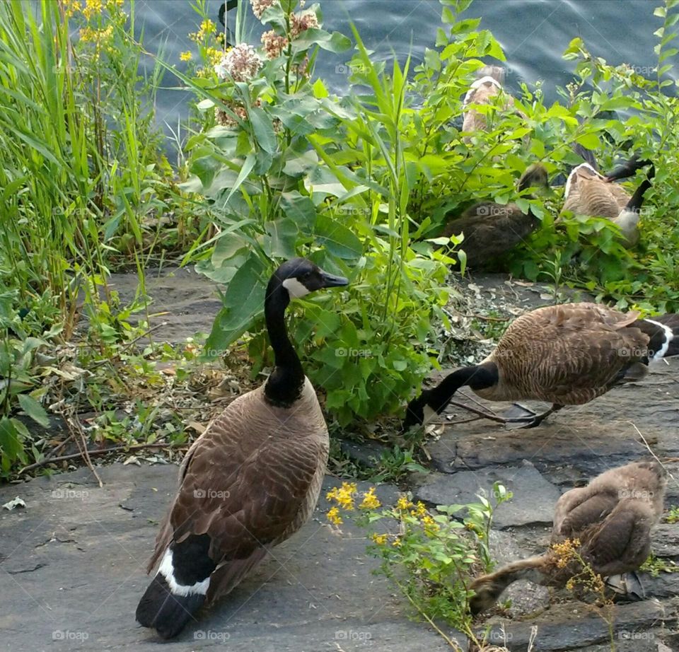 Geese on rocks near water