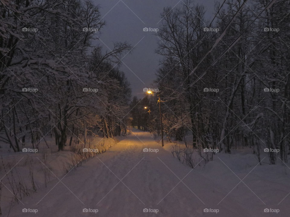 Road through the woods after a snow storm