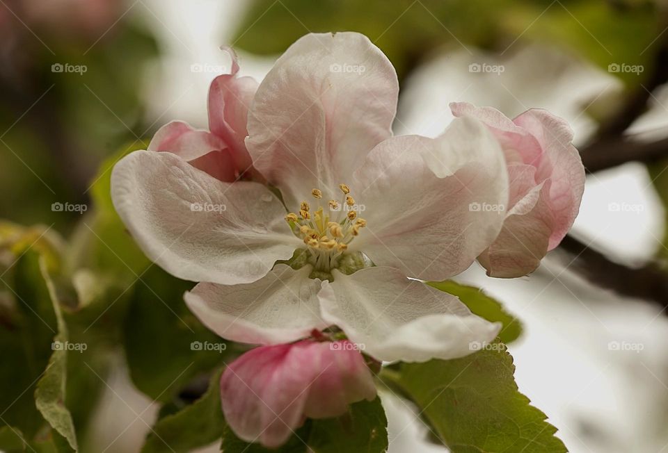 All shades of pink in apple blossoms.

￼