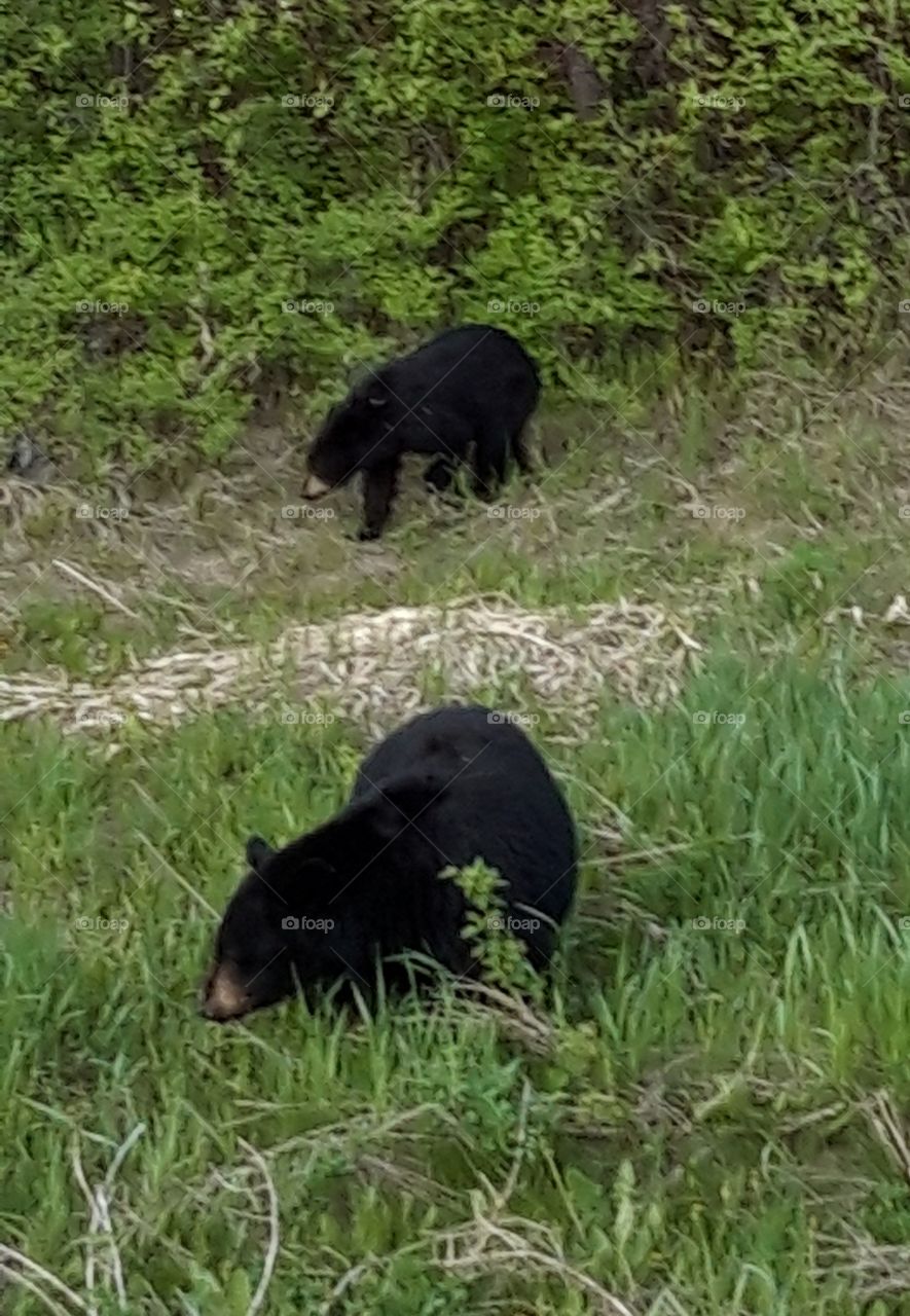 Black bears in Banff national park