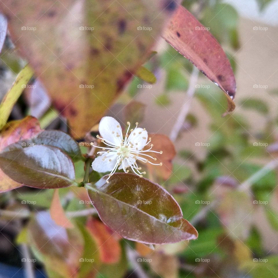 flor de pitanga