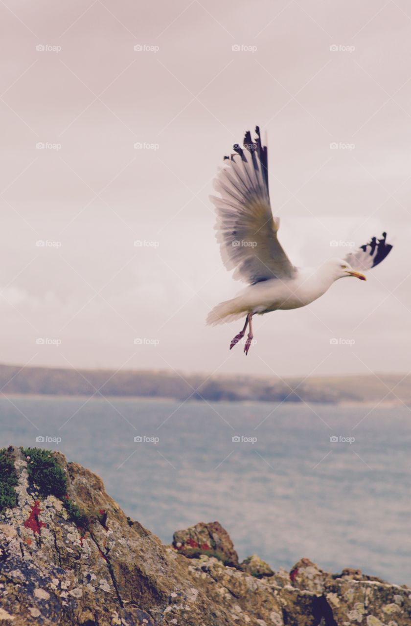 The flight . Seagull, considered a pest in england, is beautiful when not attacking you for food. 