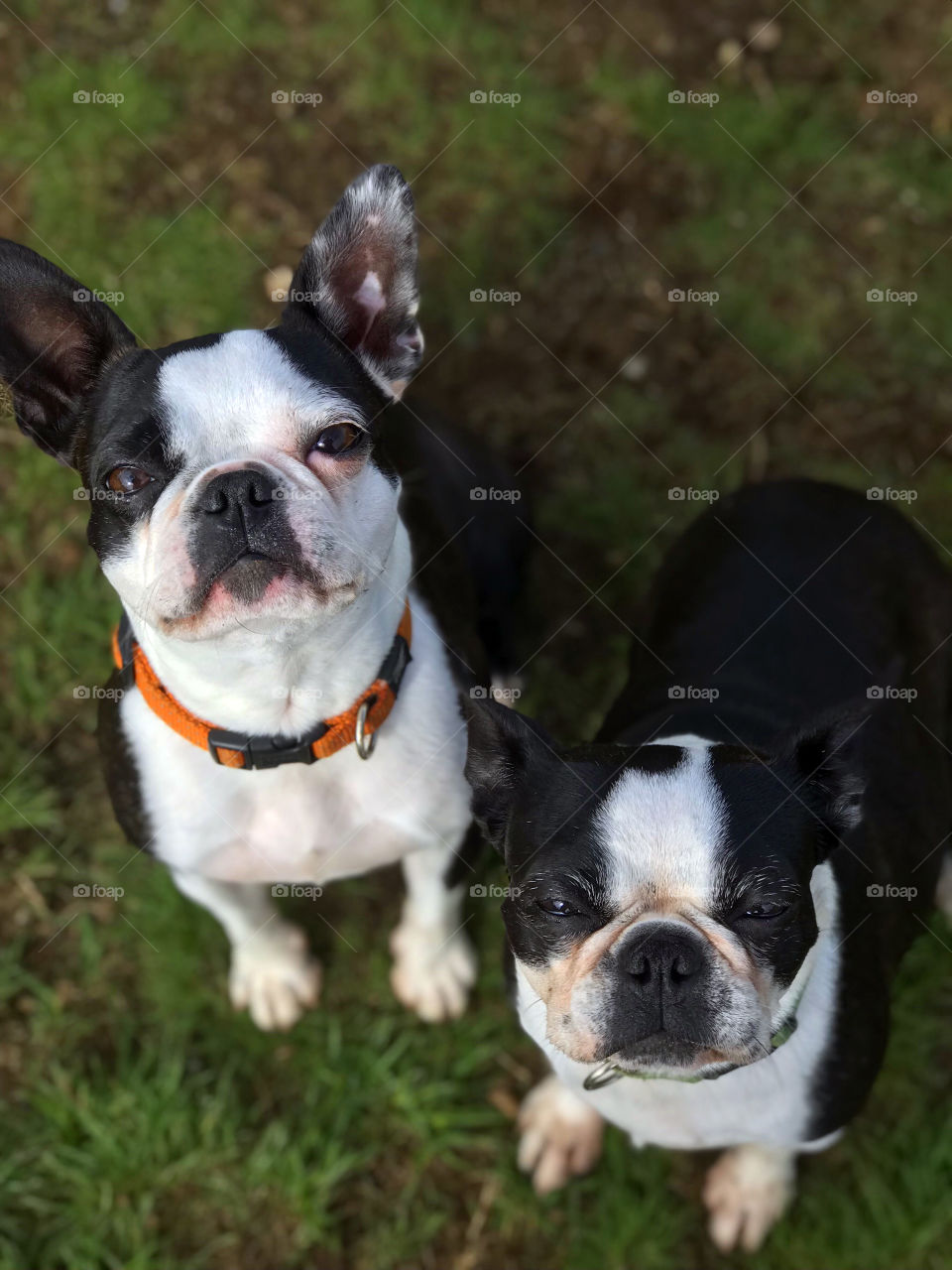 Playtime at the dog park. Only way to get a picture together is to bribe them with a treat. They’ll sit pretty for that!   