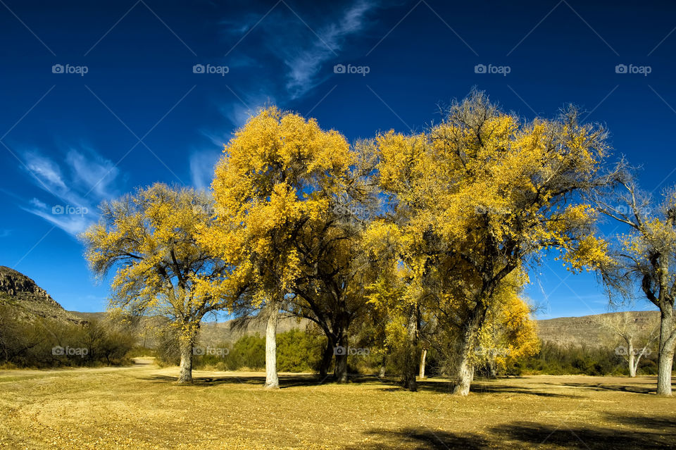 Scenic view of nature