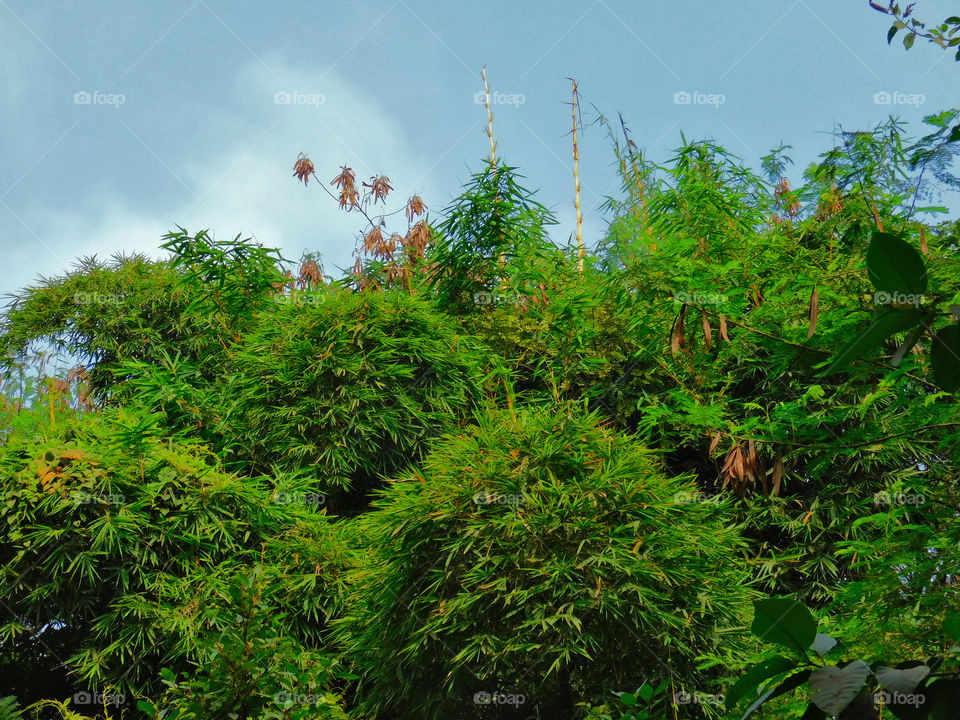 Island of bamboo with blue sky