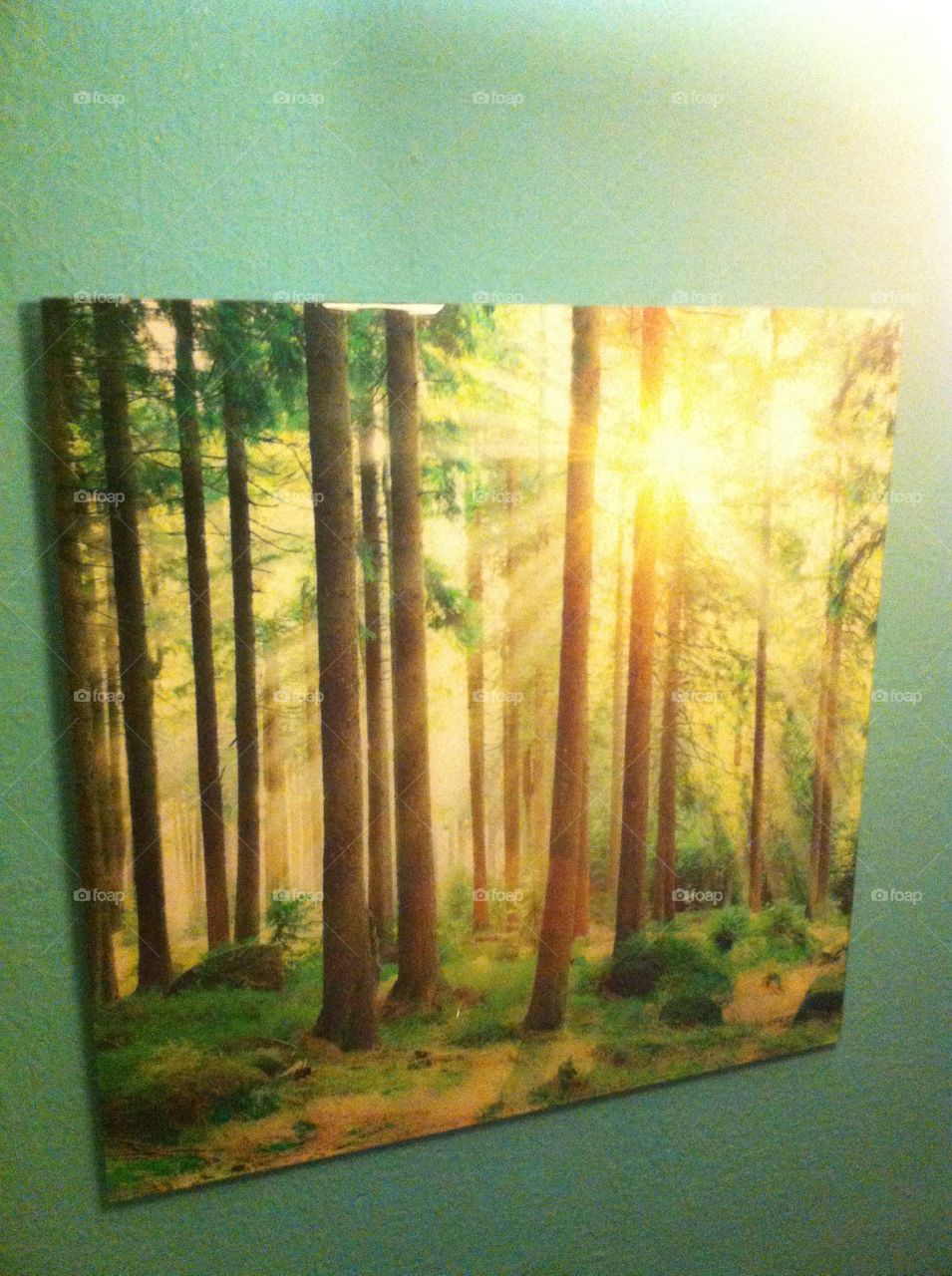 Sunlight Forest. it is a beautiful picture I have on my wall depicting a gorgeous looking forest