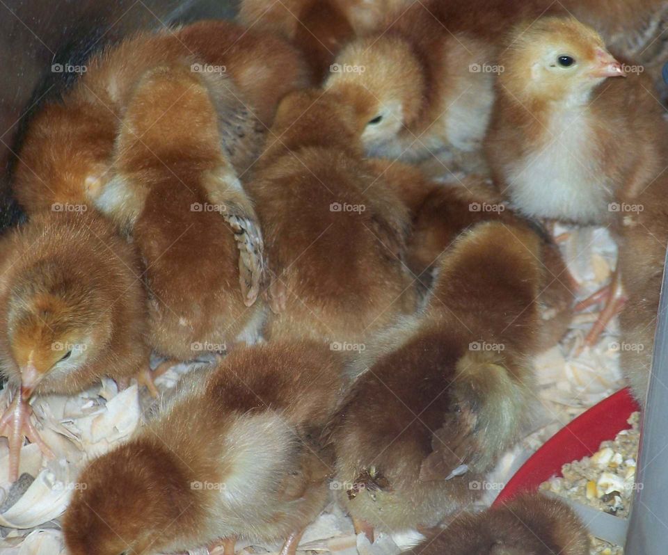 chicks. from the farm store