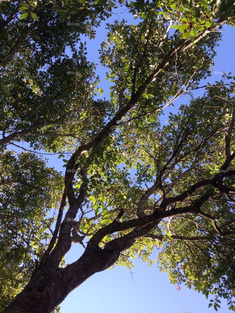 This summer was Green