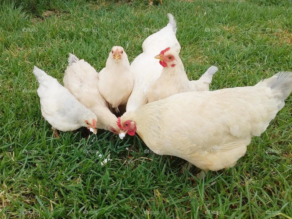 white hens eating white bread for breakfast