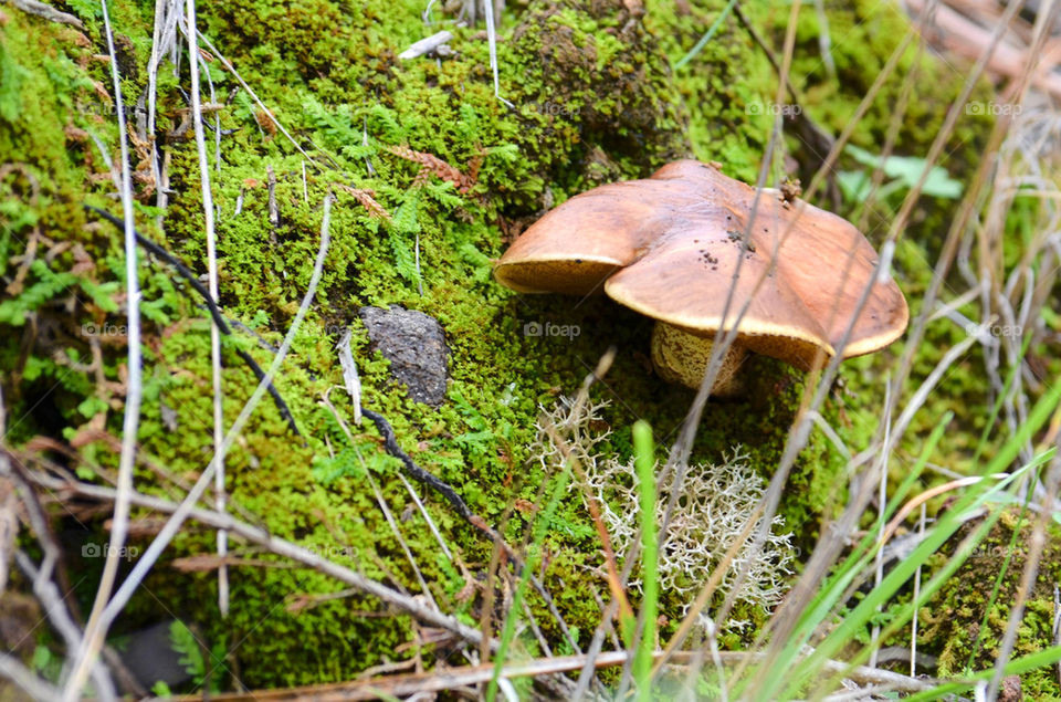 Mushroom & Moss
