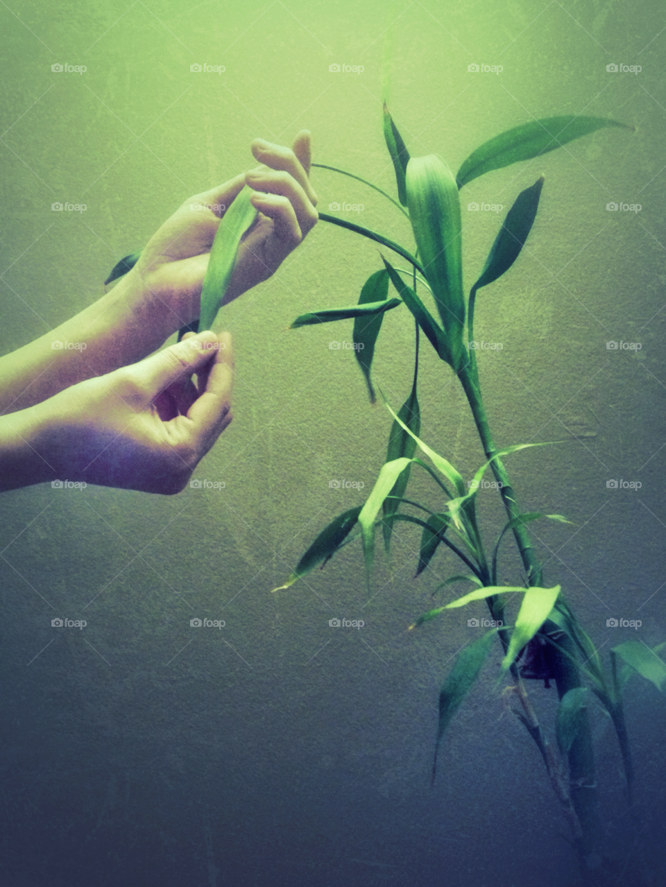 green hands plant hand by analia