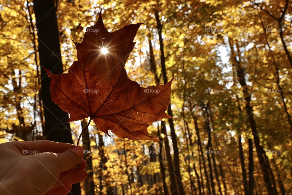 Autumn leaf in hand 