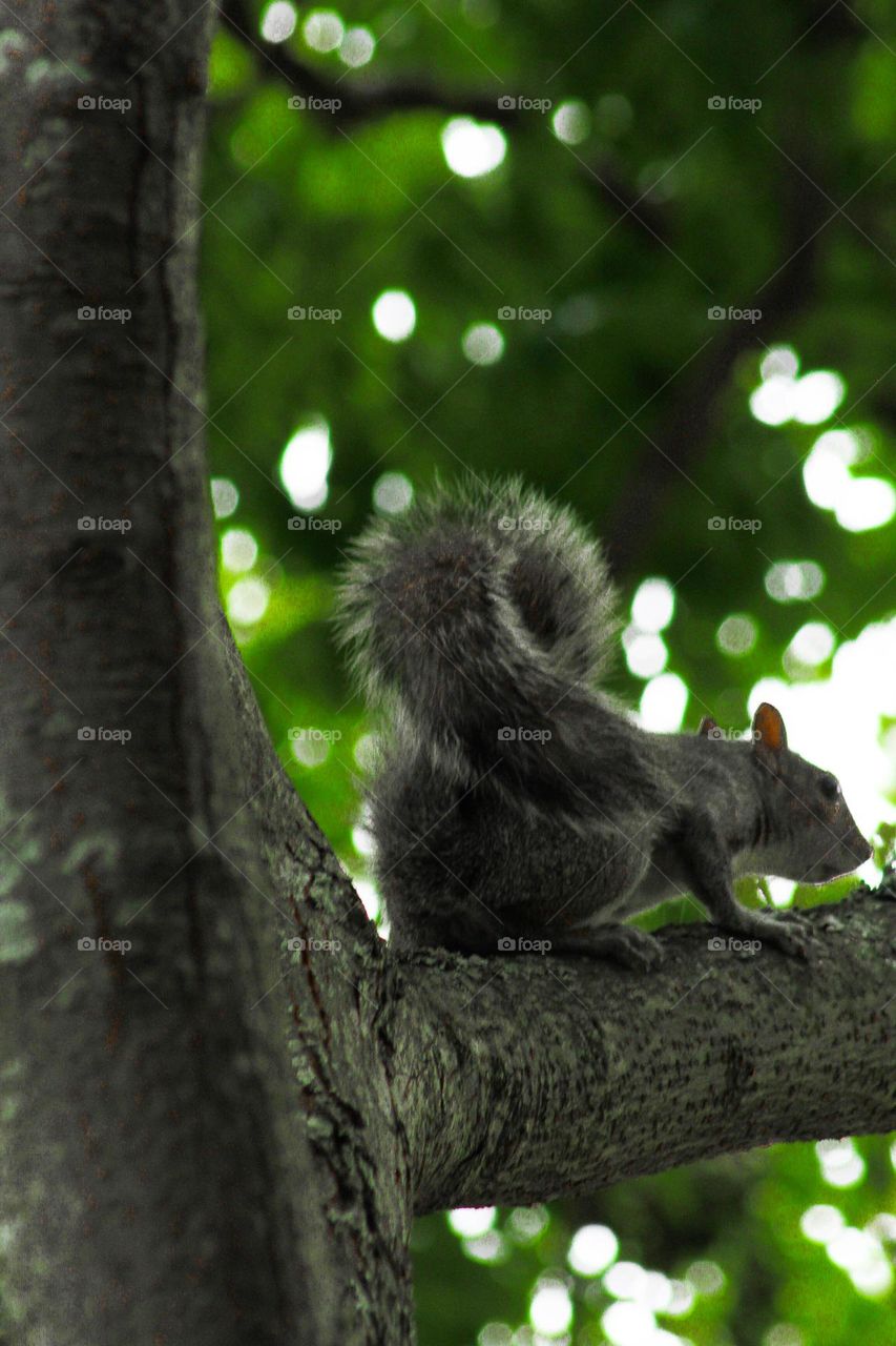 Cape grey squirrel