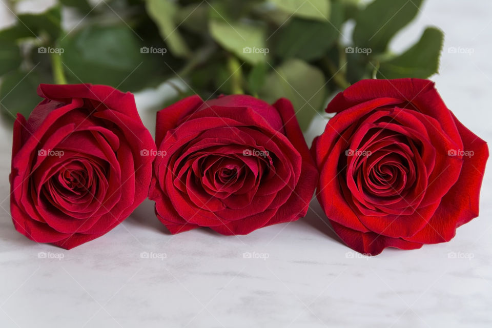 Three red beautiful roses
