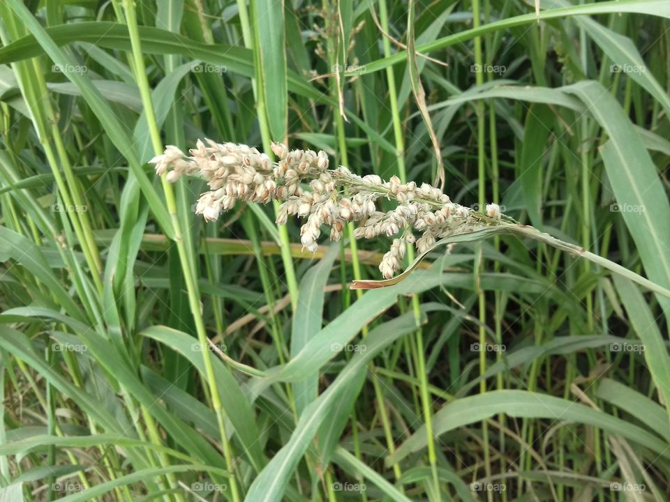 green color wow! the plant seeds is so beautiful.