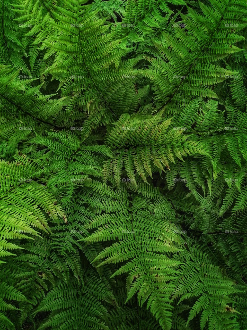 The magnificent leaves of Fern.