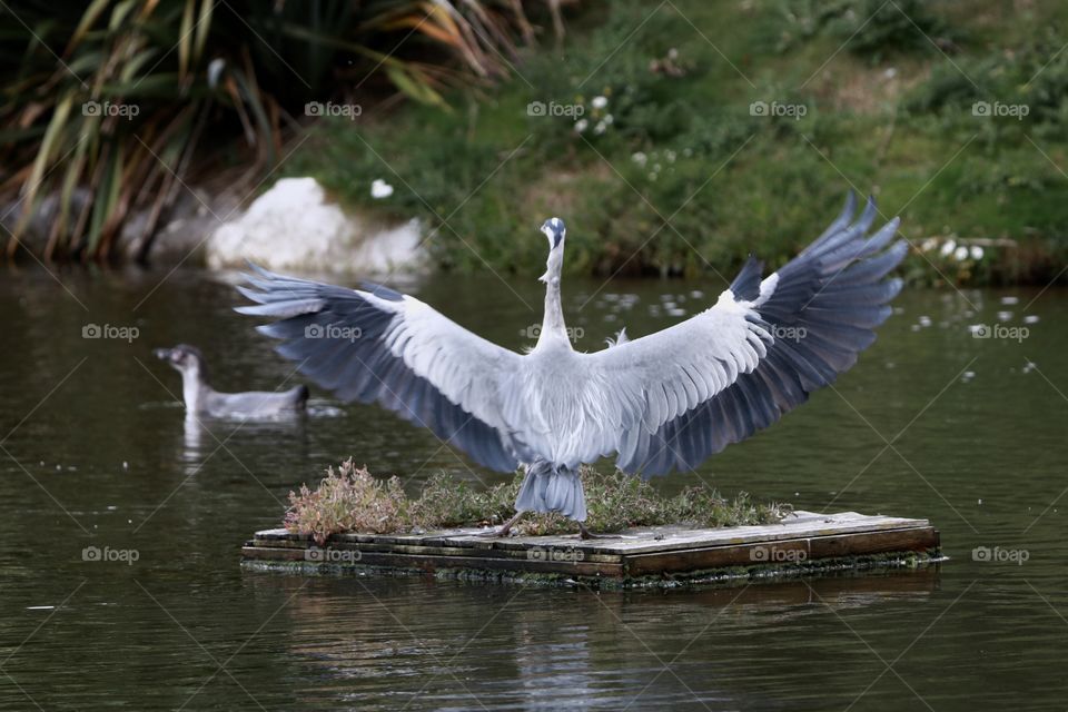 landing gray heron 