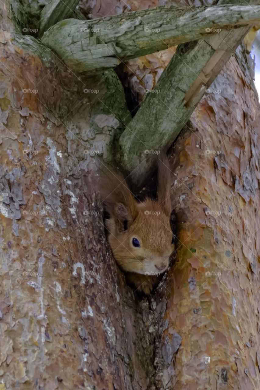 Tree, Wood, No Person, Nature, Squirrel