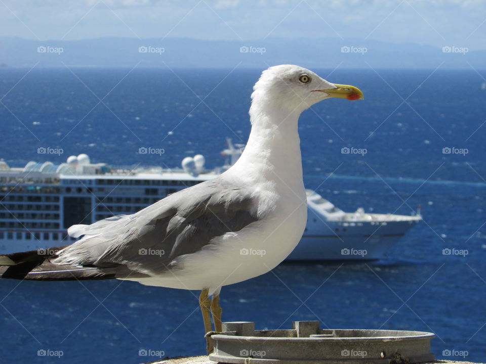 Seagull and the cruise
