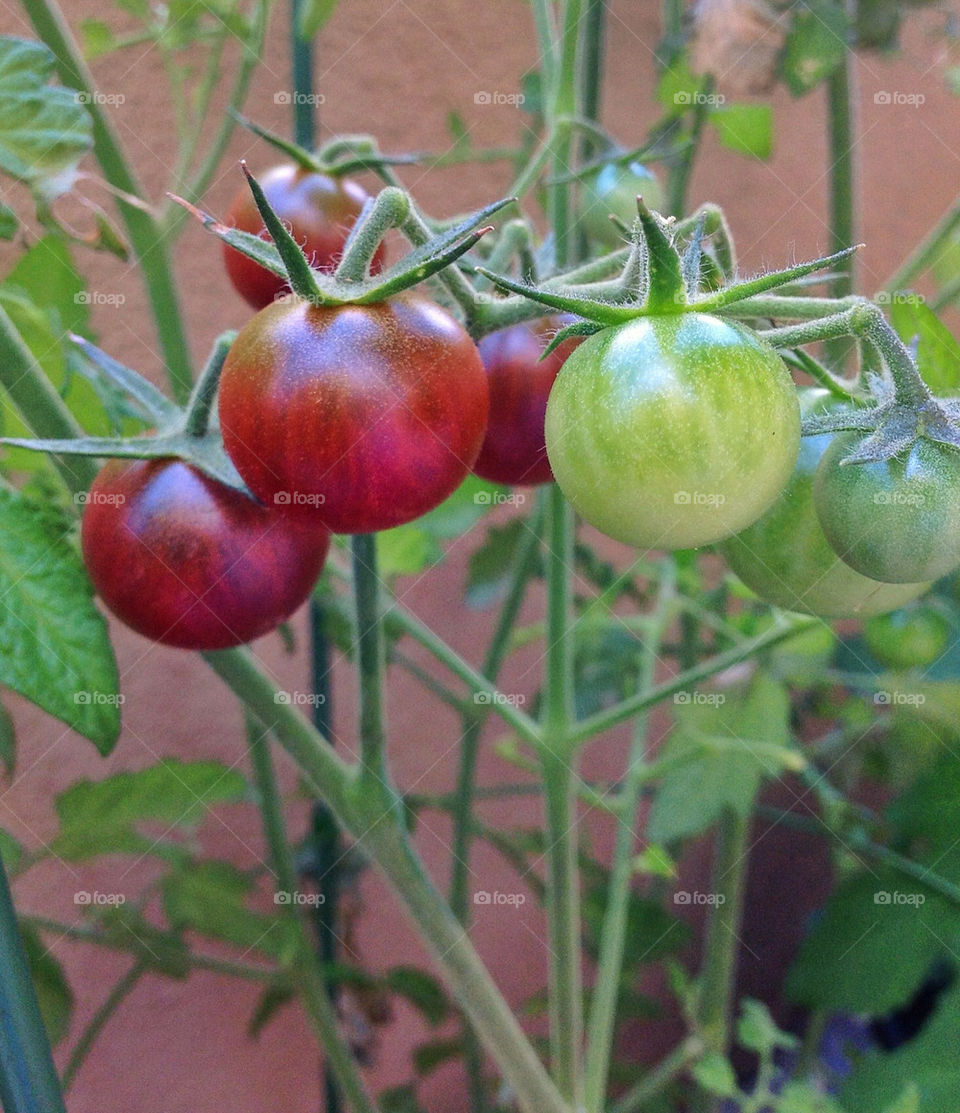 garden plant tomato fruit by mrpicasso2