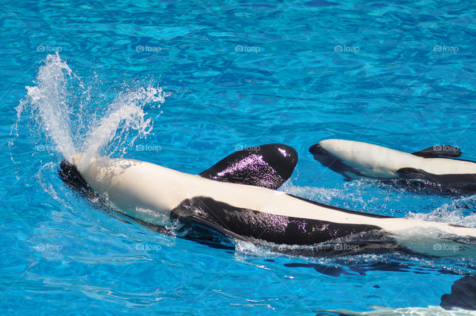 SeaWorld has recently announced they will be phasing outthier famos killer whale shows