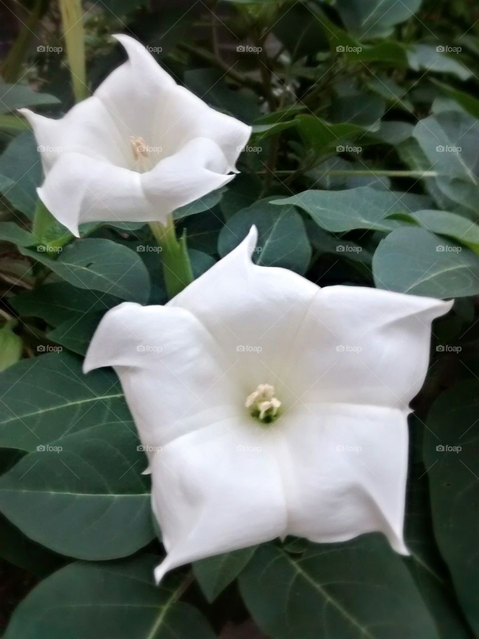 moon flower blooms for dusk to dawn
