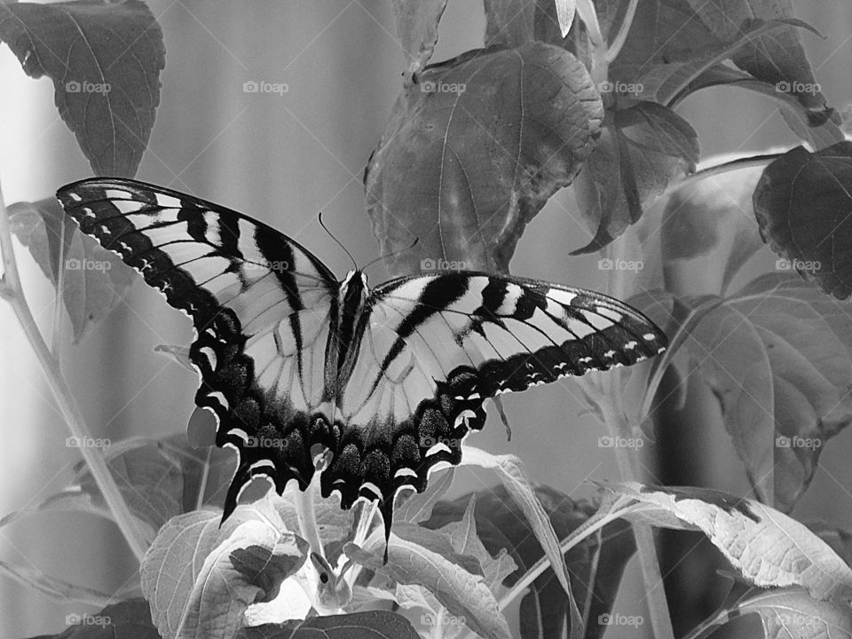 A robust Swallowtail butterfly is living the life in the flower garden - Monochrome Photography 