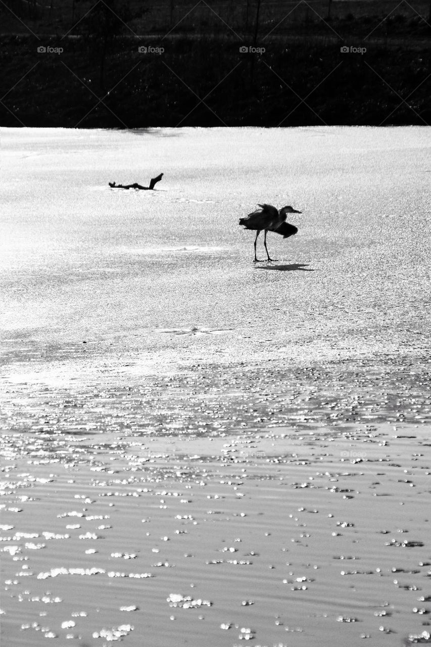 Black and white photo of a heron trying to walk across a frozen lake