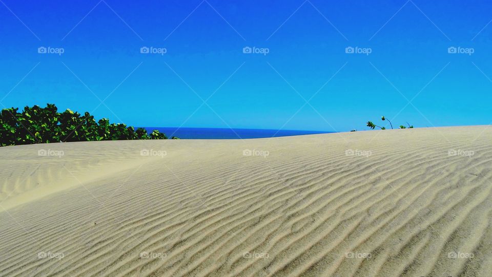 A sandy beach. A beach with dunes