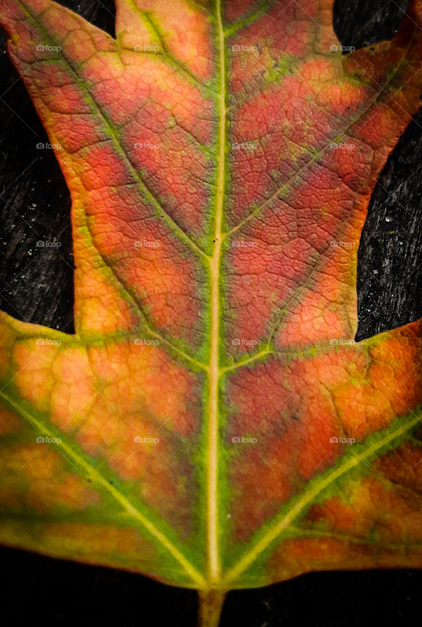 A clash of Autumn colors, brings this Maple leaf to life.