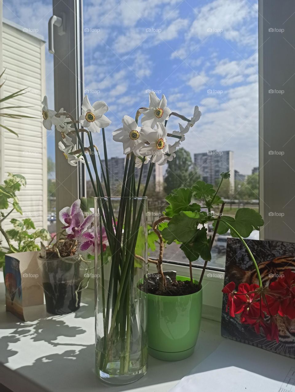 daffodils on the windowsill. flowers on the windowsill