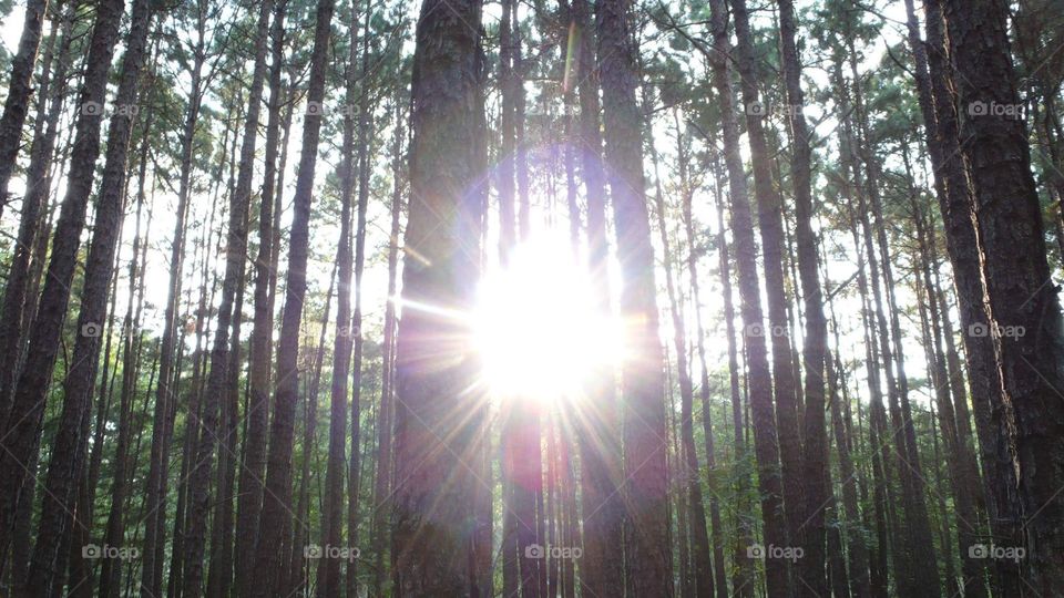 Sun Shining Through Pine Trees