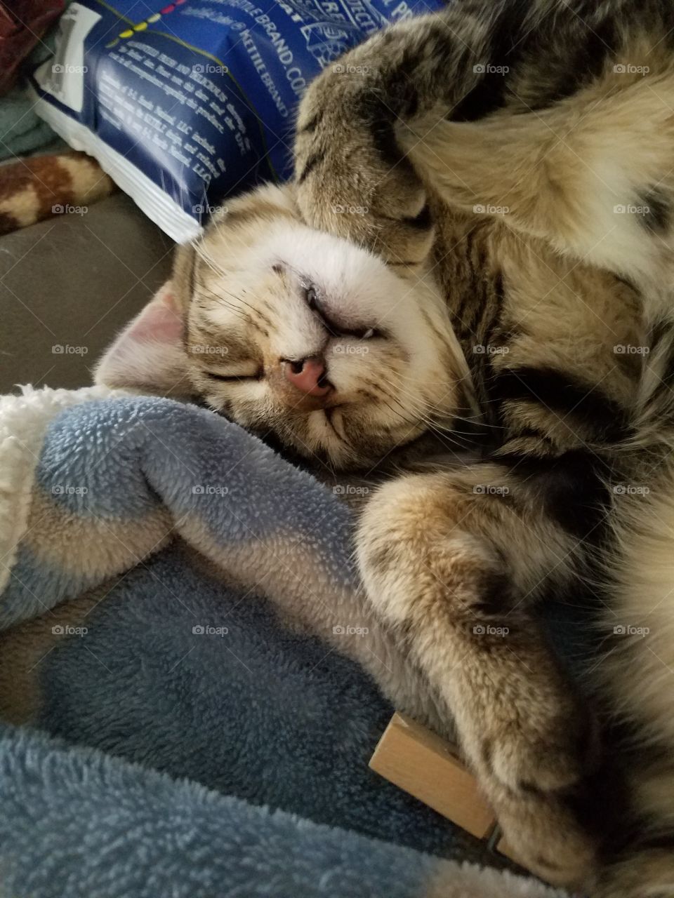 kitten sleeping upside down