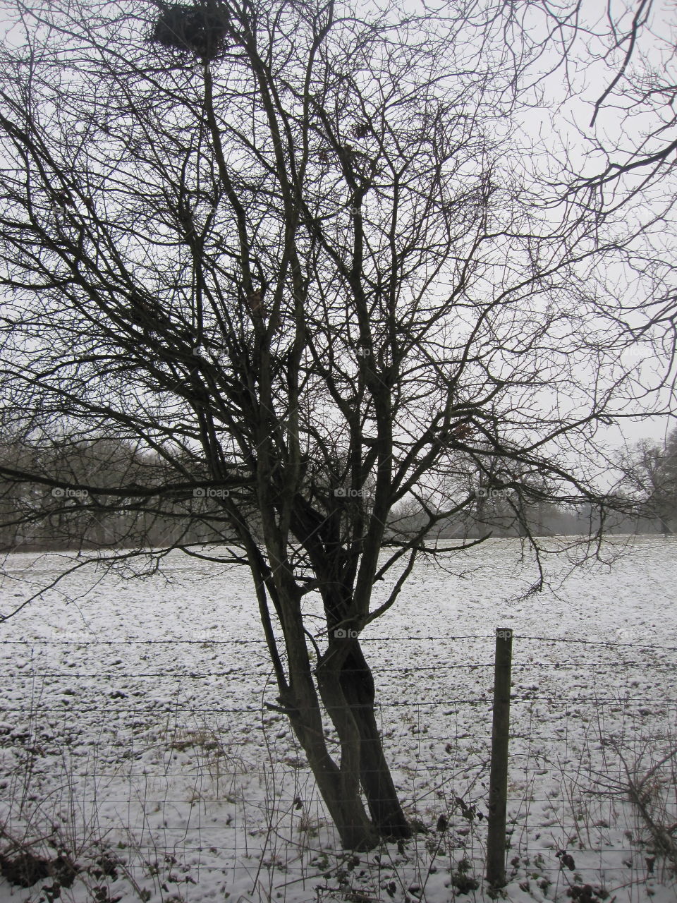 Winter Tree