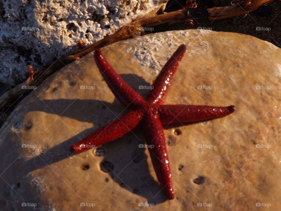starfish finding
