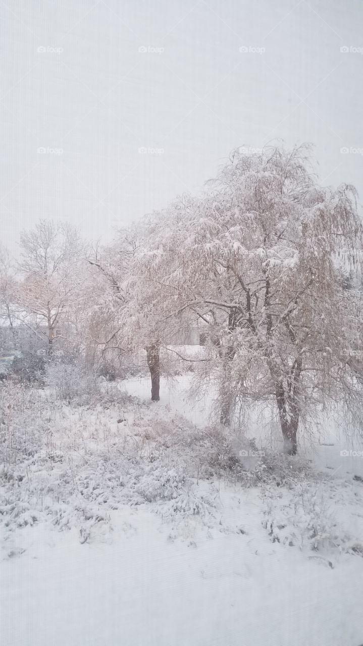 A snow scene in Southern Maine. Taken in November 2018. Weeping willow in a quiet neighborhood.