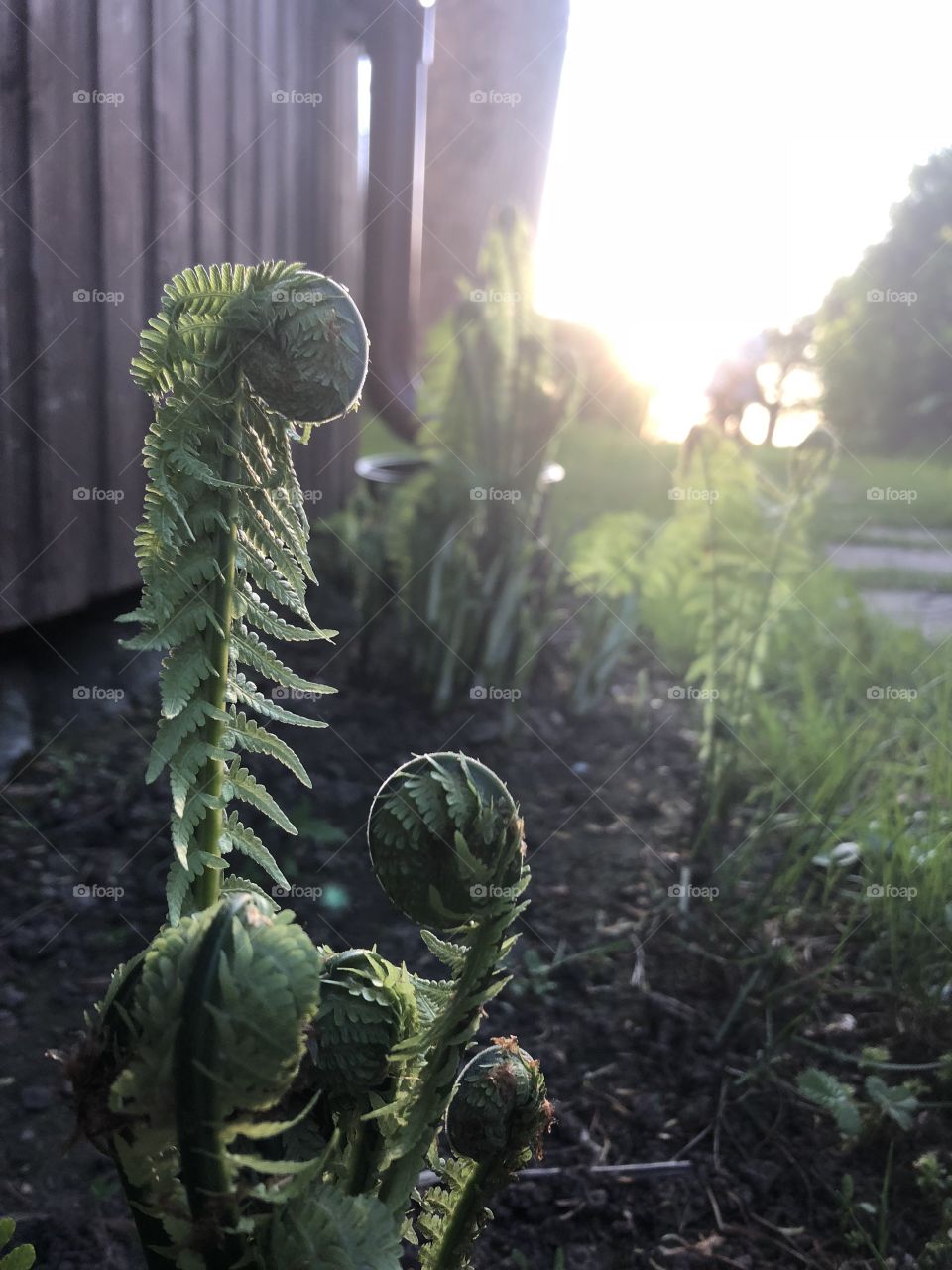 Fern and the sunset 