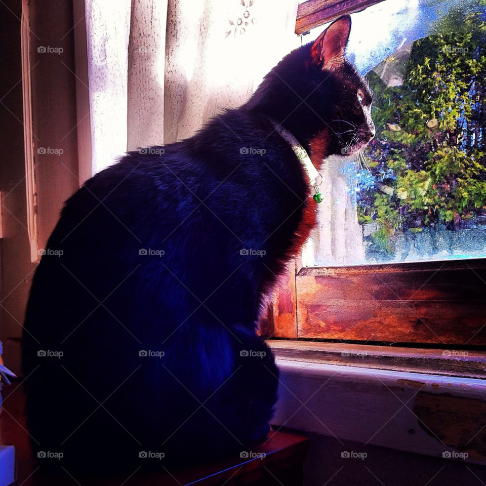 pretty black house cat by Zita