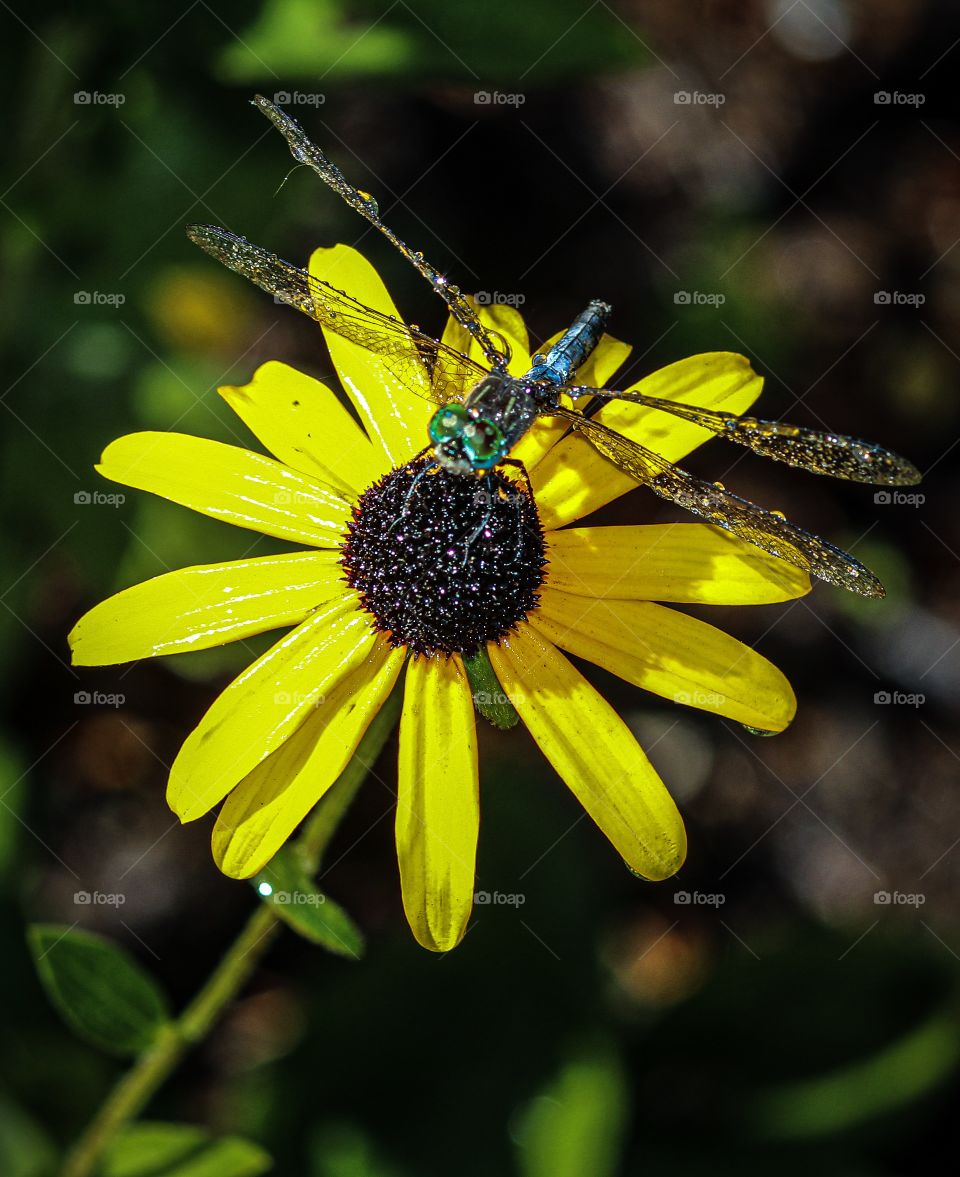 Dragonfly shower