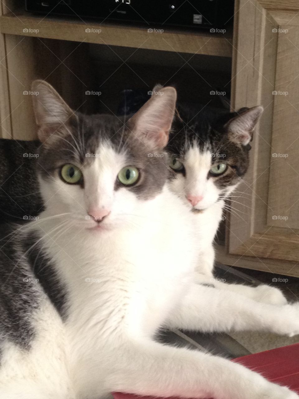 Cats telling me I was gone too long.